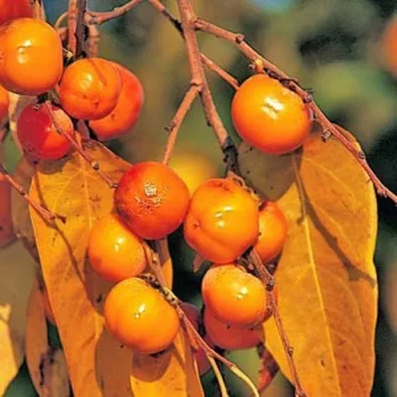 Diospyros virginiana Meader C2