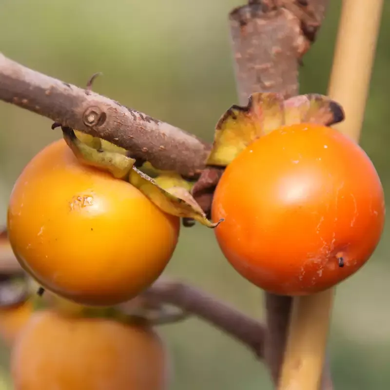 Diospyros virginiana Pieper C2