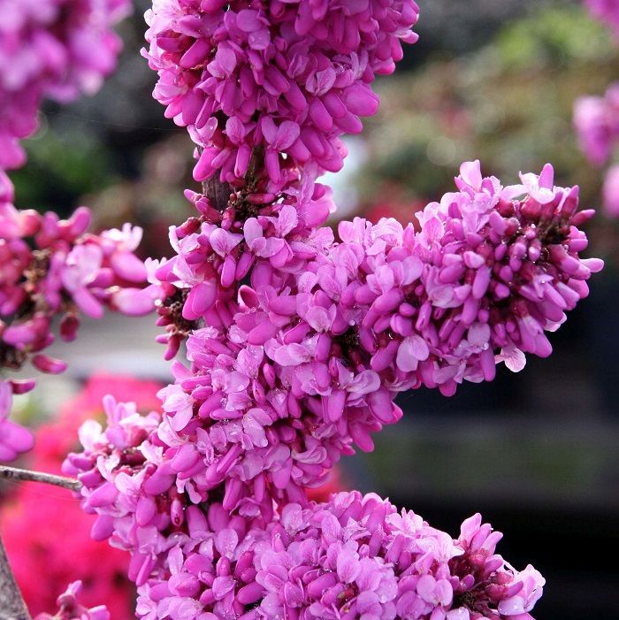 Arborele Iudei Cercis chinensis Avondale C5