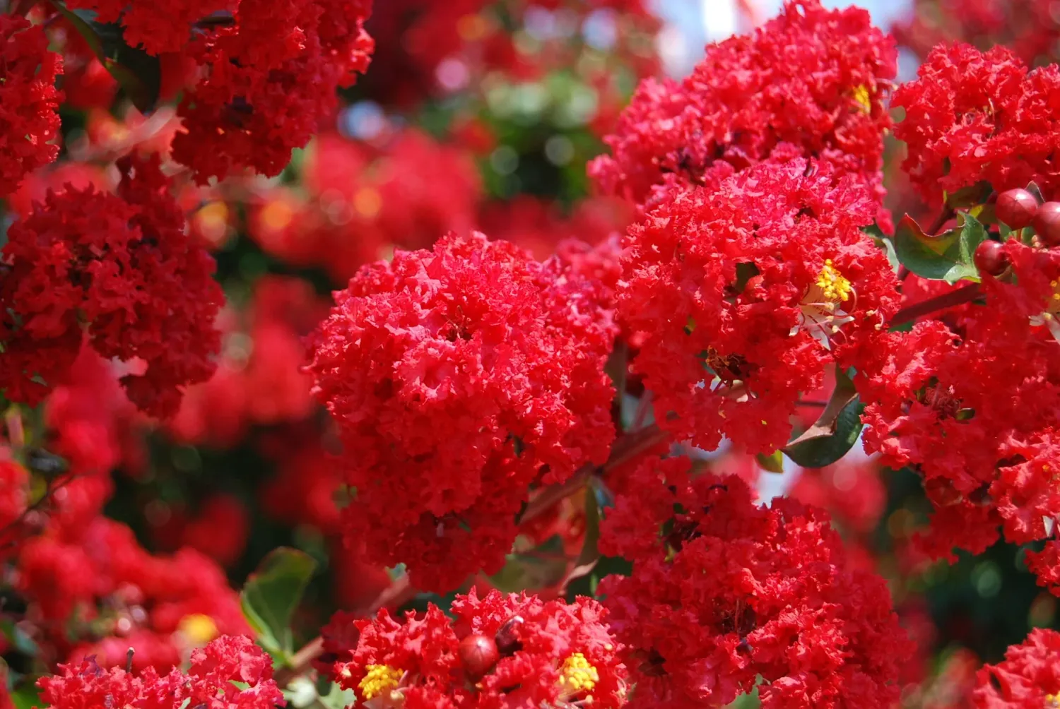 Liliac indian Lagerstroemia x Dynamite C3