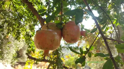Rodiu fructifer Gabes C2.5