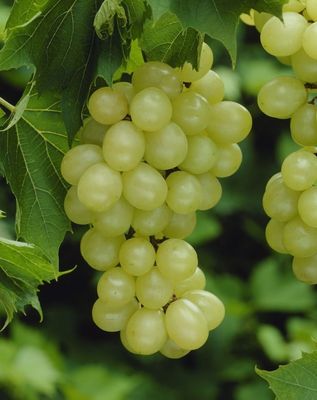 Vita de vie mixta Muscat of Alexandria