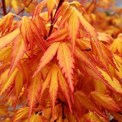 Artar Japonez Acer palmatum Katsura