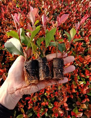 Rasad Photinia Red Robin T84