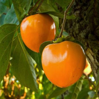Diospyros kaki Hachiya P9