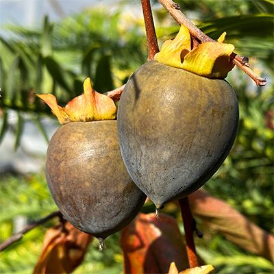 Diospyros kaki Kuro Gaki P9