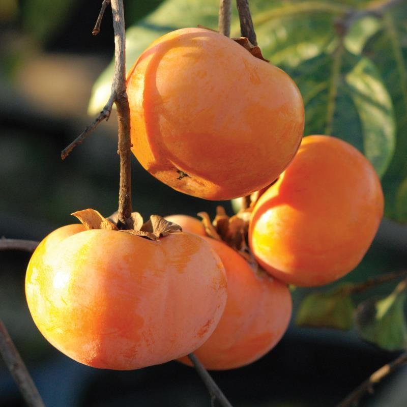 Diospyros kaki Maekawa Jiro C1