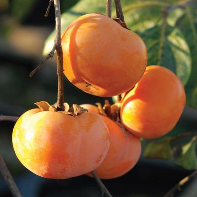 Diospyros kaki Maekawa Jiro P9
