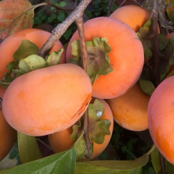 Diospyros kaki Zirochka P9