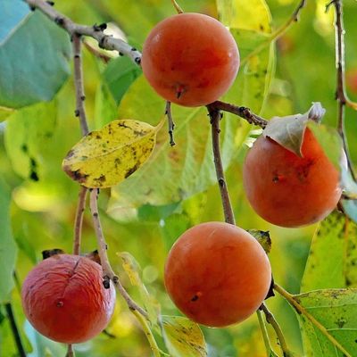 Diospyros virginiana Yates P9