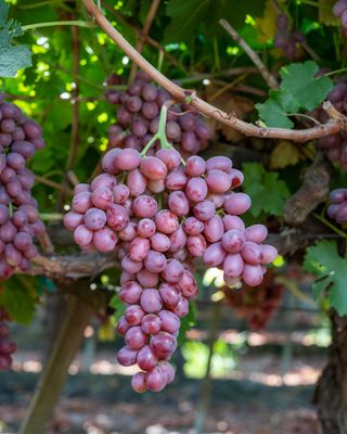 Vita de vie de masa apiren Scarlett Royal seedless