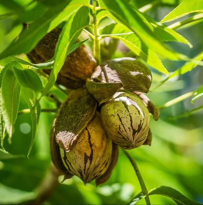 Nuc pecan Carya illinoinensis Pawnee C2