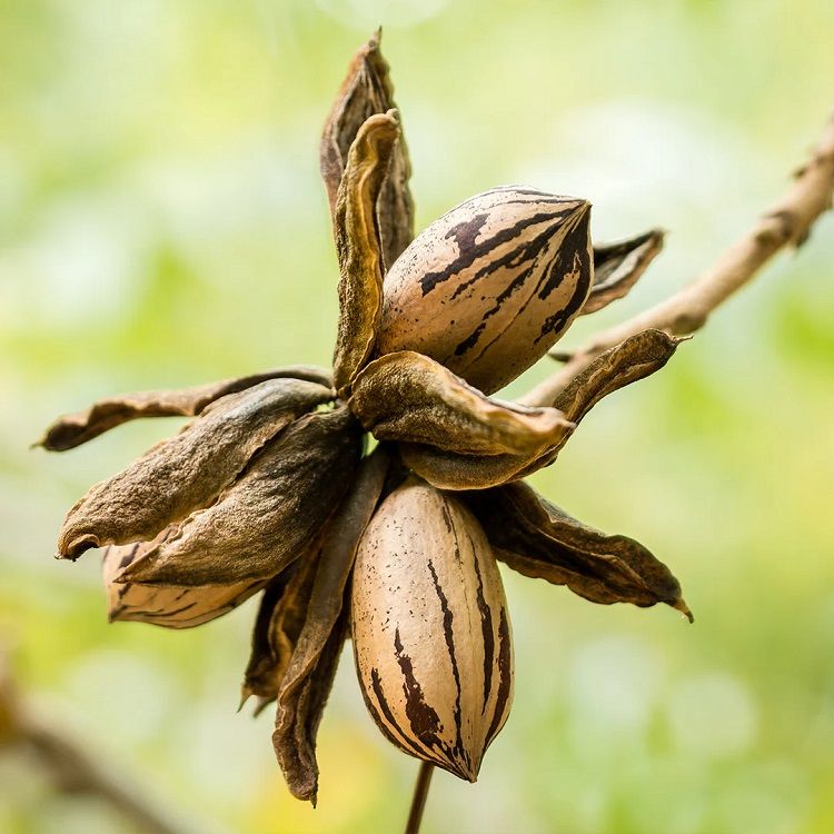 Nuc pecan carya illinoinensis Mandan C2