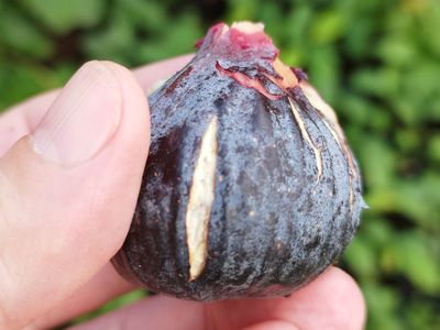pom smochine fructe smochin rezistent la frig în România – Pepiniera Dulce
