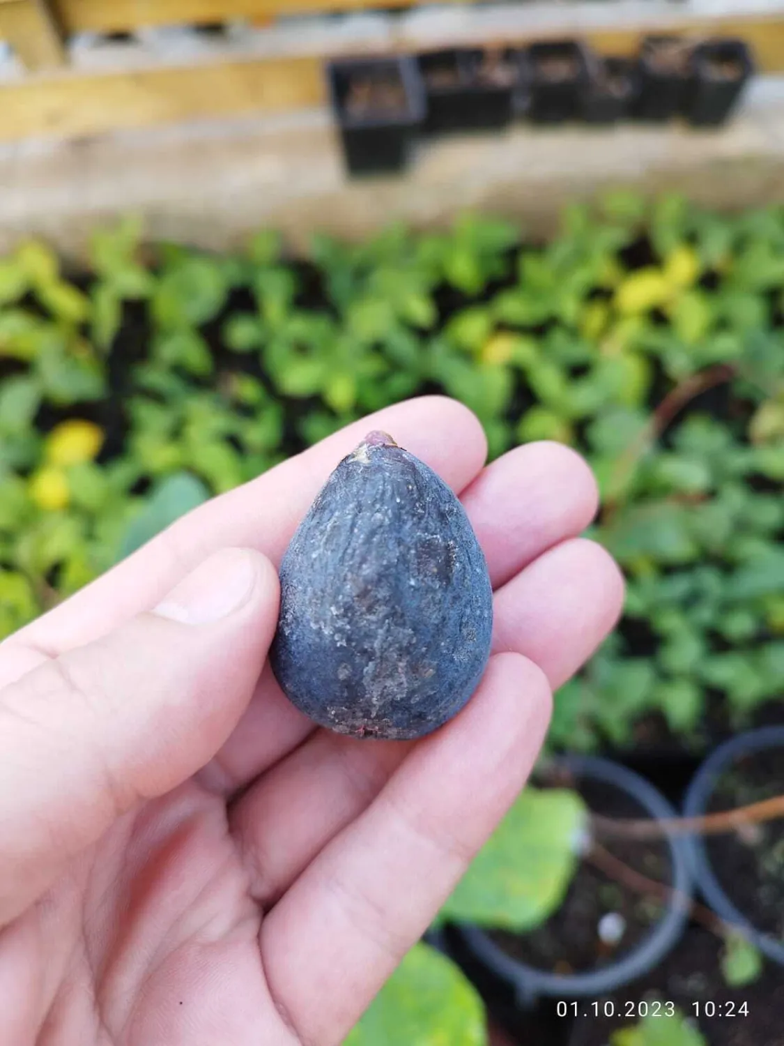 Smochin Ficus carica Noire de Caromb C2.5