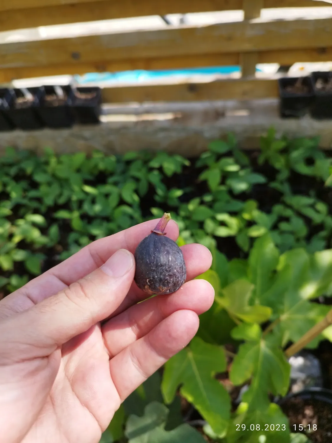 Smochin Ronde de Bordeaux C2.5