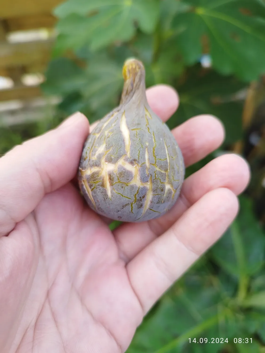 Smochin Col de Dame Gris C2.5