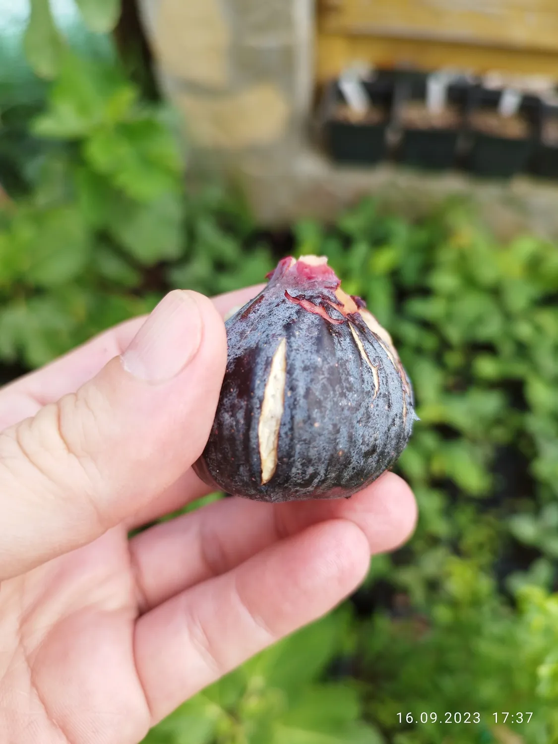 Smochin Bourjassotte Noire C2.5