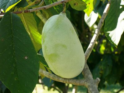 Pawpaw Banana Nordului Allegheny® Peterson Pawpaws® C5