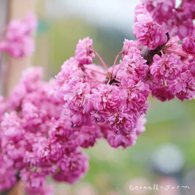 Arborele Iudei Pink Pom Pom C5
