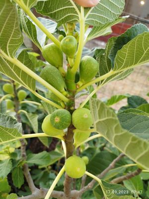 Taierea smochinului pentru productie, in zonele unde nu necesita protectie peste iarna.