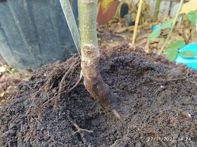 Radacinile unui arțar japonez pregătite pentru transplantare