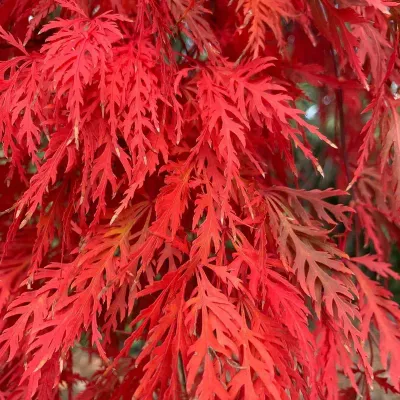 Artar japonez altoit dissectum plangator Orangeola, altoit in ghiveci de 2L. 