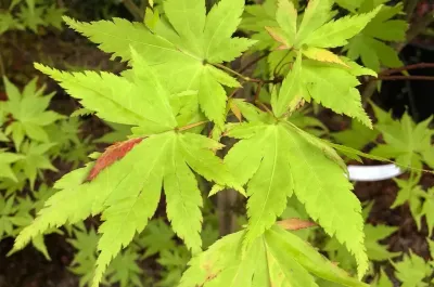 Artar japonez Summer Gold C2 Artar japonez Acer palmatum Summer Gold