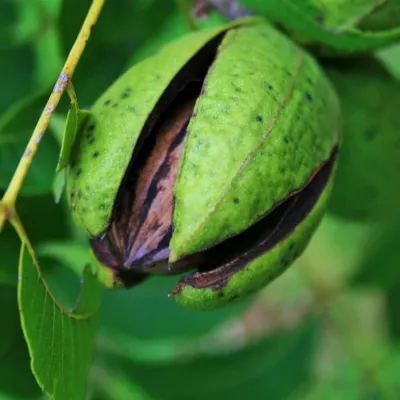 Nuc pecan Kanza C2 Nuc pecan Carya illinoinensis Kanza C2