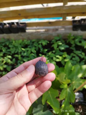 Smochin Ronde de Bordeaux C2.5