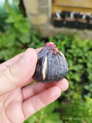 Smochin Bourjassotte Noire C2.5