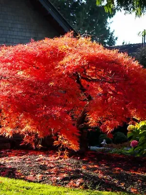 Frunze colorate arțar japonez toamna