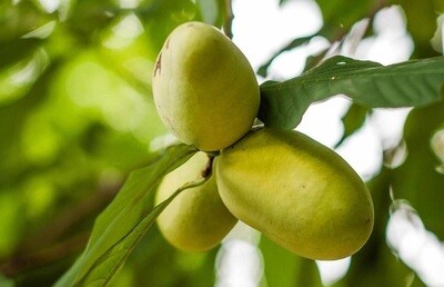 Pawpaw – Fructe exotice Asimina triloba, Banana Nordului