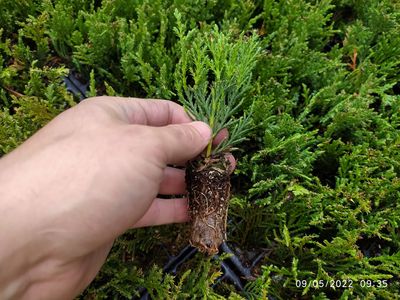 Rasad Leylandii tavita alveolara 144