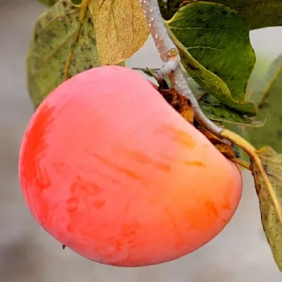 Hibrid Kaki Nikita's Gift C5