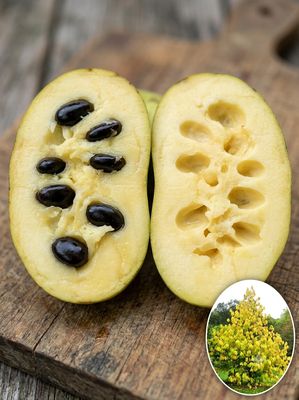 Summer Delight altoit (C5), selecție englezească (Cliff England): pom mic, fructe aromate, maturare timpurie. Banana Nordului