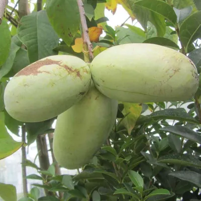 Banana Nordului Pawpaw Overleese