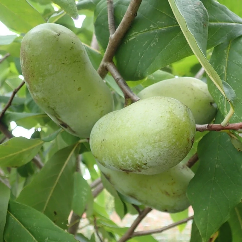Banana Nordului Pawpaw Kentucky Champion