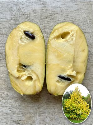 Soiul de Banana Nordului (Pawpaw), este un bun candidat pentru climatele care sunt provocate pentru verile scurte. Este unul 