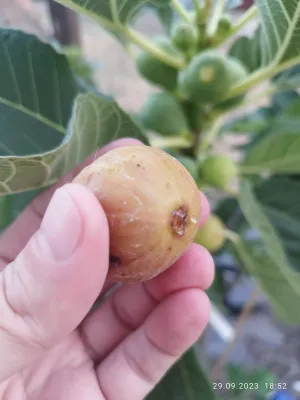 Smochin Ficus carica Alma C2.5