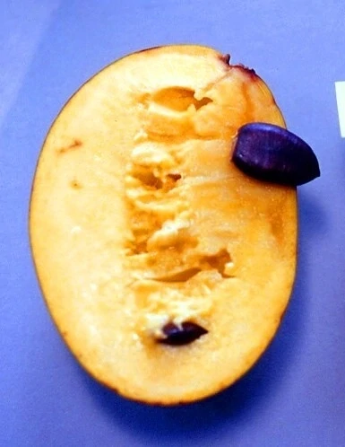 Pawpaw Susquehanna®