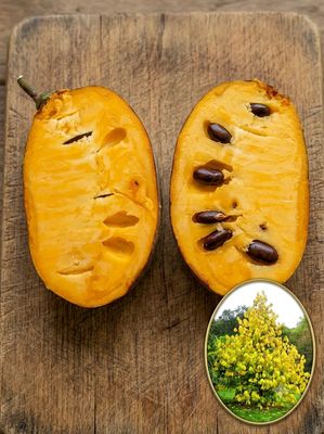 Pawpaw Banana Nordului Susquehanna® Peterson Pawpaws® C5 Susquehanna® altoit (C5), favoritul lui Neal Peterson: fructe mari, foarte puține semințe, pulpă fermă-untoasă, aromă tropica