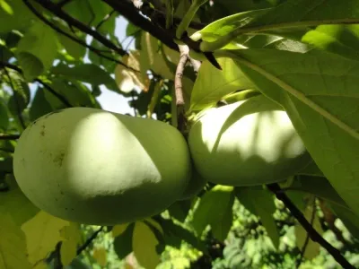 Banana Nordului Peterson Pawpaw Tallahatchie