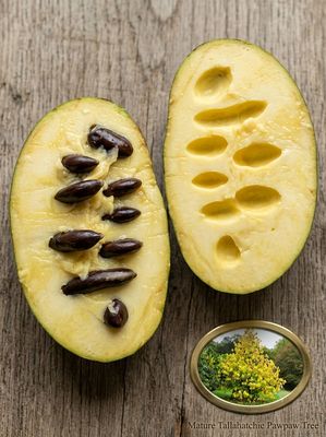 Pawpaw Banana Nordului Tallahatchie® Peterson Pawpaws® C5 Tallahatchie® altoit (C5), unul dintre cele mai noi soiuri Peterson: productiv, fructe aromate cu pulpă fină. Banana Nordului