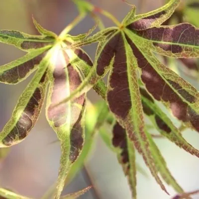 Artar japonez Manyu-no-sato C2