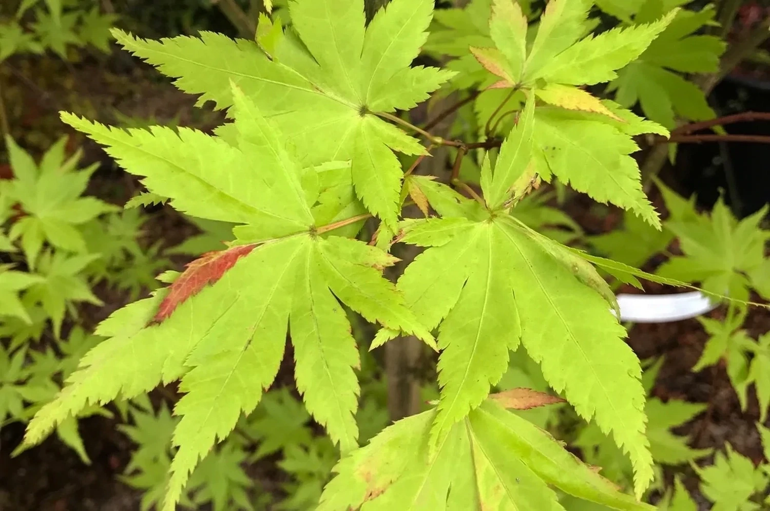 Artar japonez Acer palmatum Summer Gold 