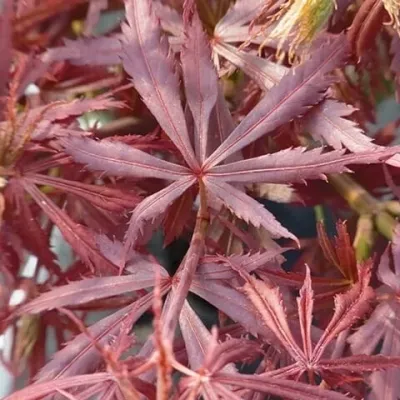 Artar japonez Acer palmatum Jerre Schwartz 