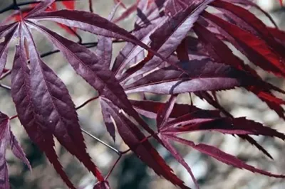 Artar japonez Acer palmatum Peve Dave