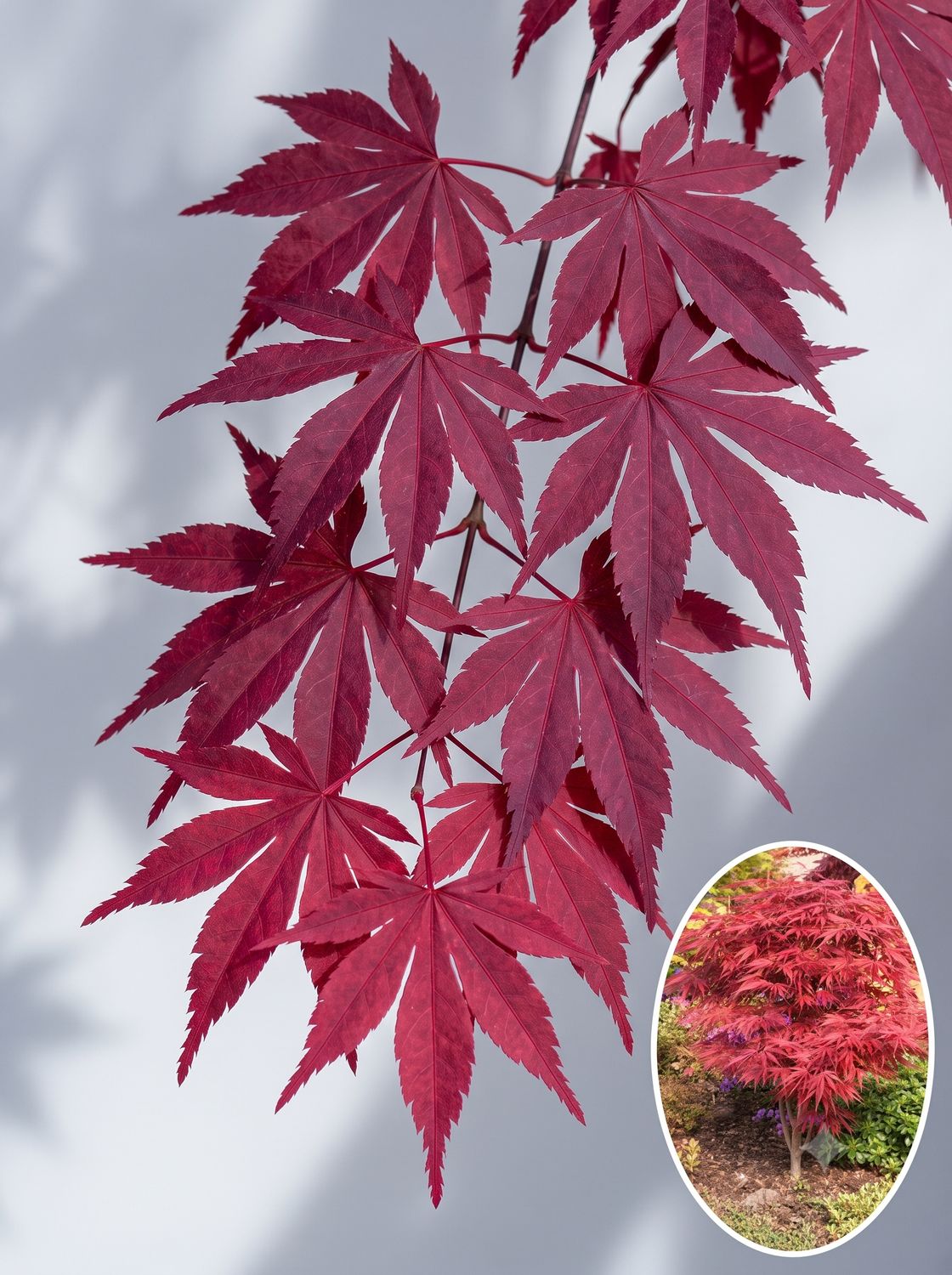 Arțar japonez Peve Dave altoit (Acer palmatum): selecție olandeză (Piet Vergeldt) cu frunză divizată care păstrează aspectul 