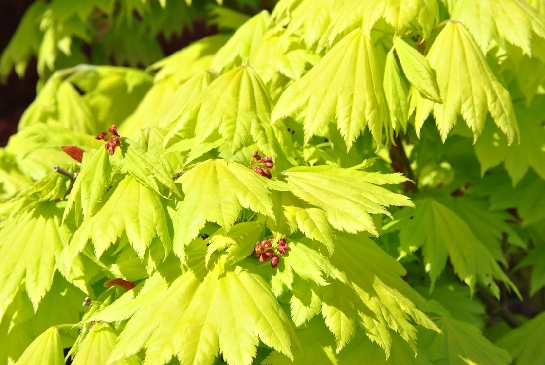 Artar japonez Acer shirasawanum Aureum C2
